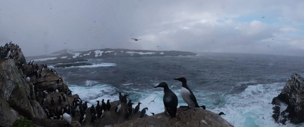 Reinøya et guillemots