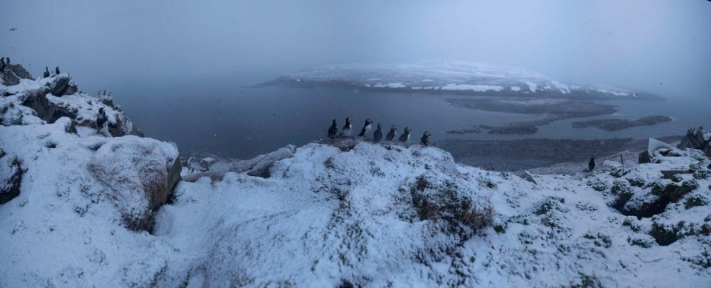 Reinøya et macareux