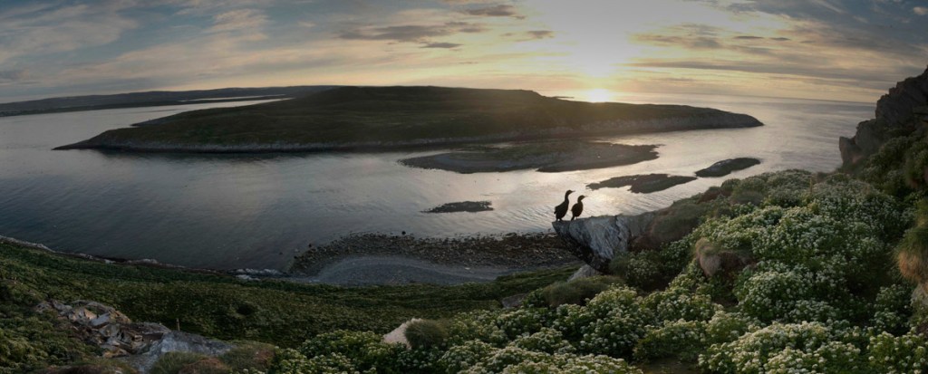 Reinøya et cormorans huppés