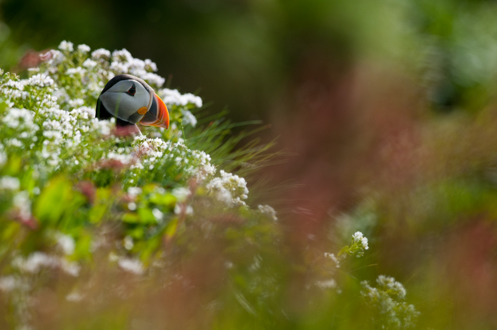 Macareux moine dans les fleurs