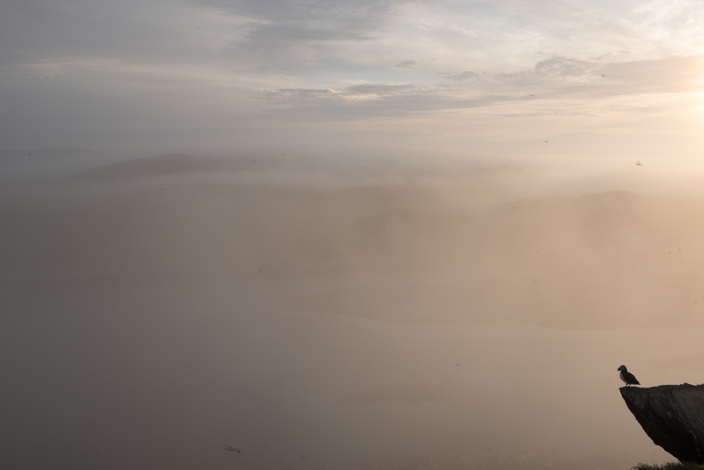 Macareux moine et brume