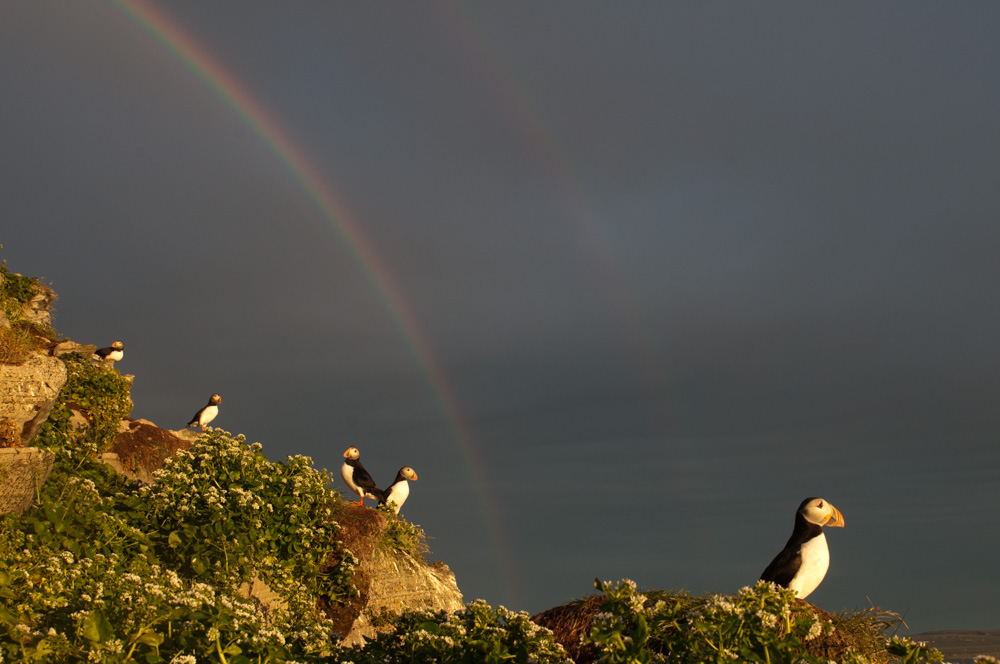 Macareux moine et arc-en-ciel