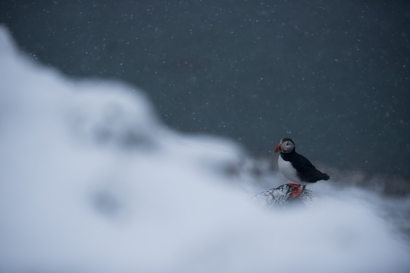Macareux moine sous la neige