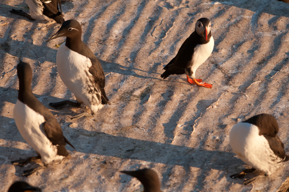 Macareux moine et guillemots