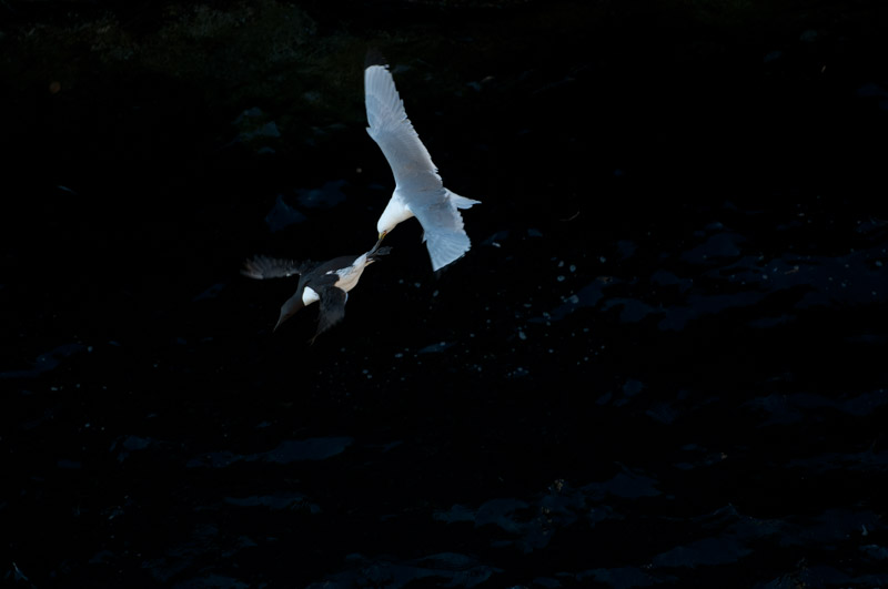 Guillemot de Troïl et mouette tridactyle