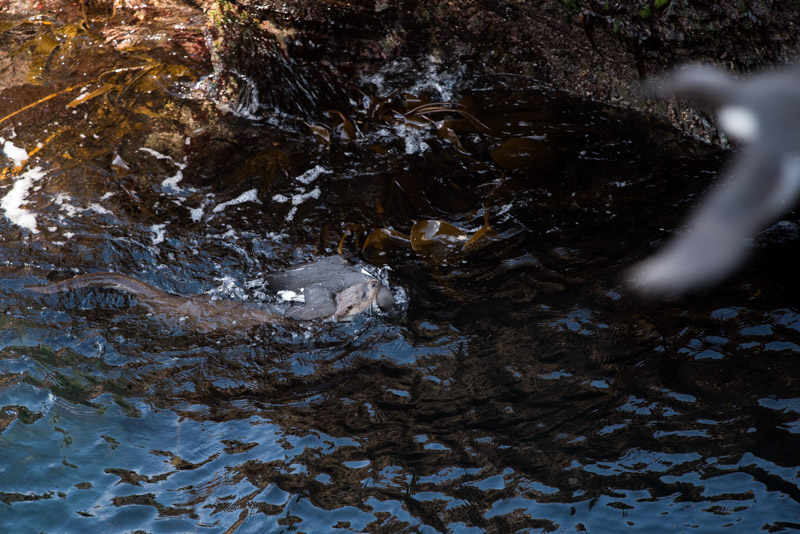 Une loutre chasse un guillemot