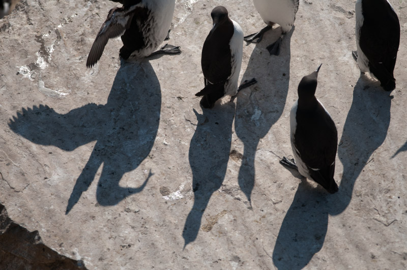 Guillemot de Troïl et leurs ombres