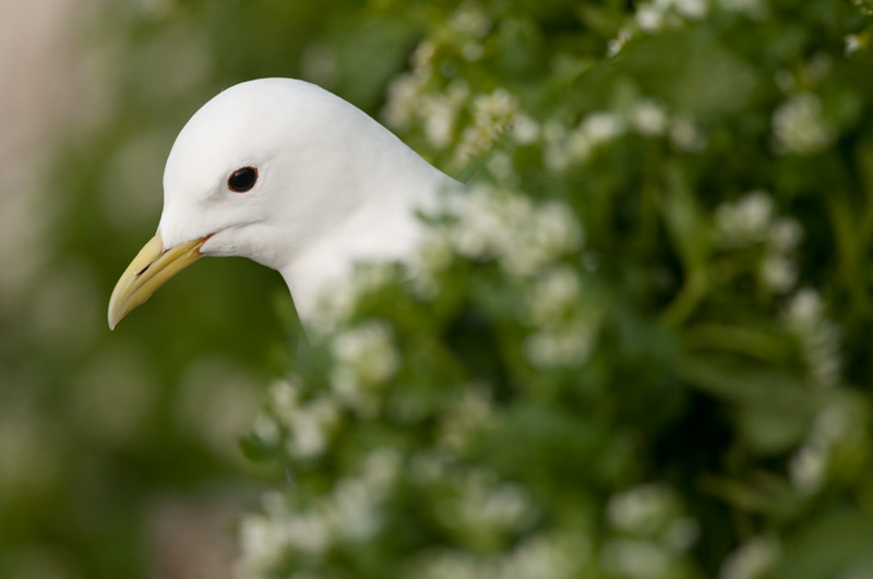 Portrait de mouette tridactyle