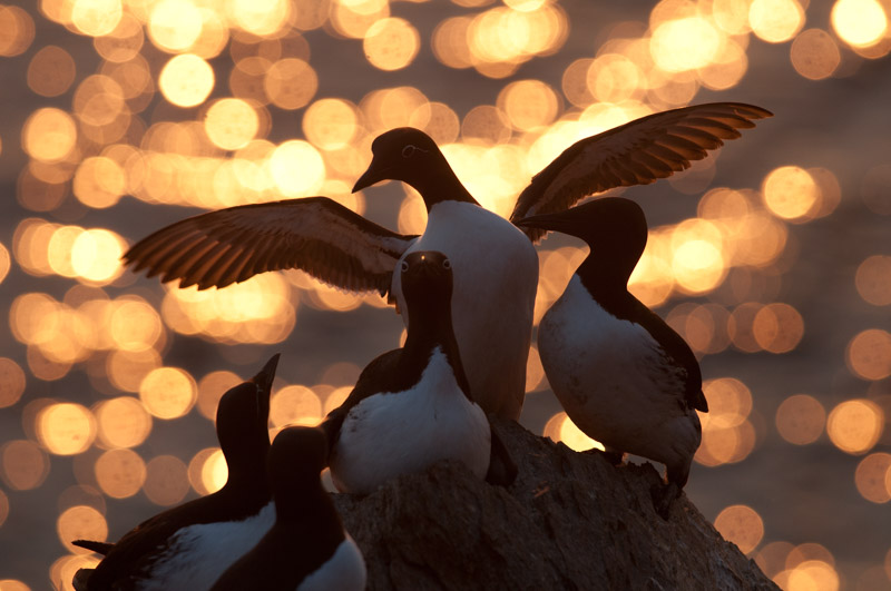 Guillemots de Troïl et soleil de minuit