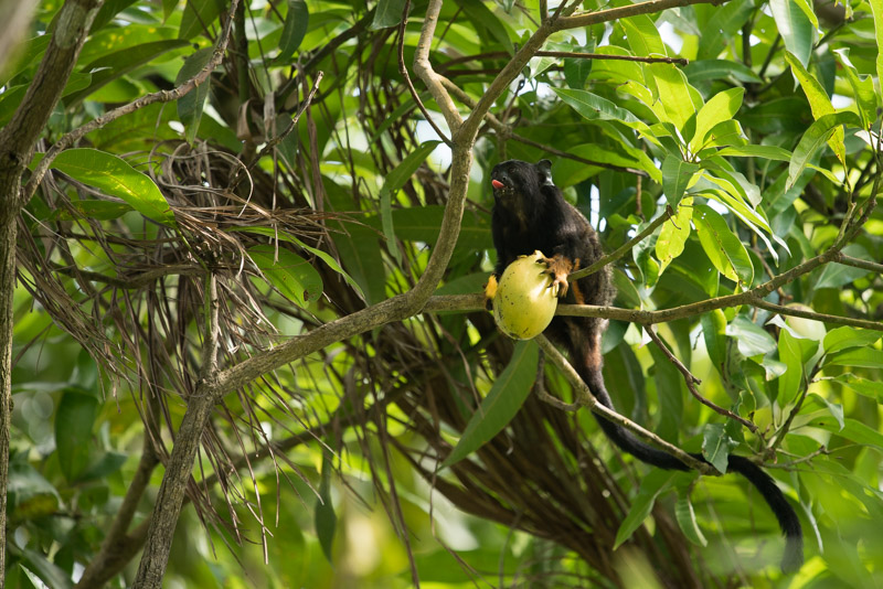 Un tamarin mange une mangue
