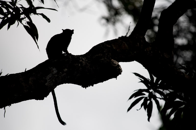 Tamarin à contre-jour
