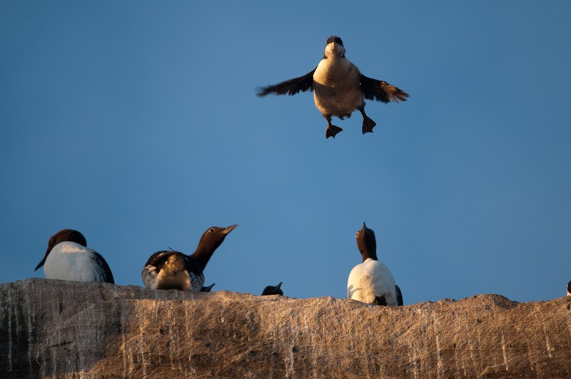 Envol d'un poussin de guillemot de Troïl