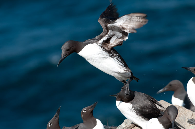Atterrissage de guillemot de Troïl
