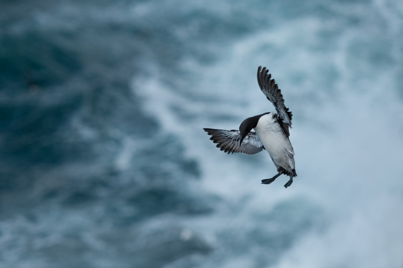 Atterrissage de guillemot de Troïl