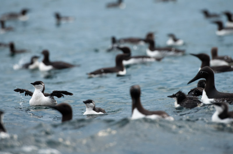 Guillemot de Troïl sur l'eau, avec poussins