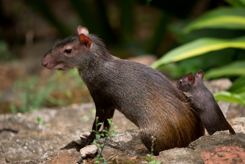 Une femelle agouti et son jeune