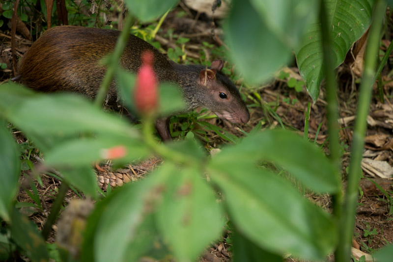 Un agouti