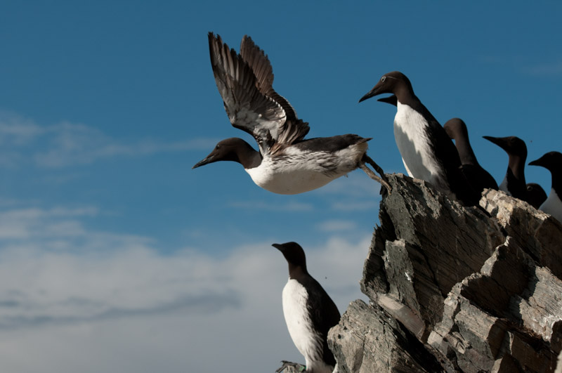 Décollage de guillemot de Troïl