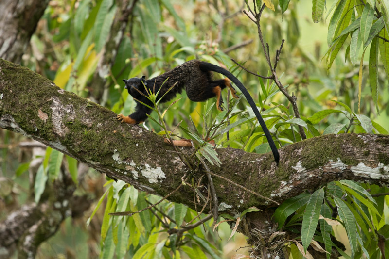 Un tamarin en déplacement