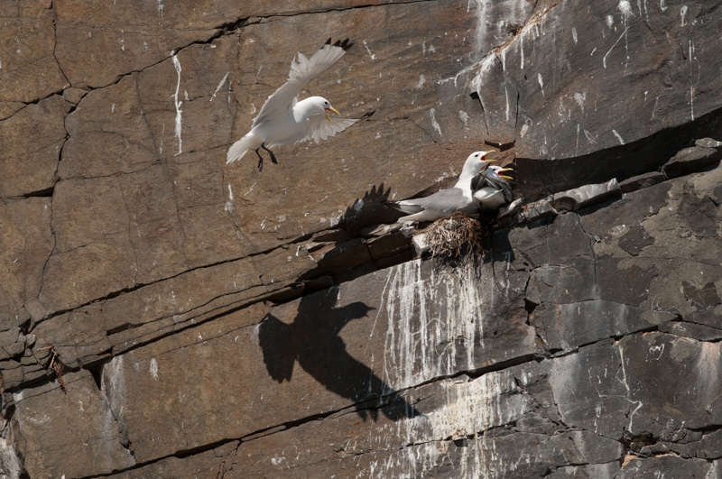 Mouette tridactyle en vol et son ombre