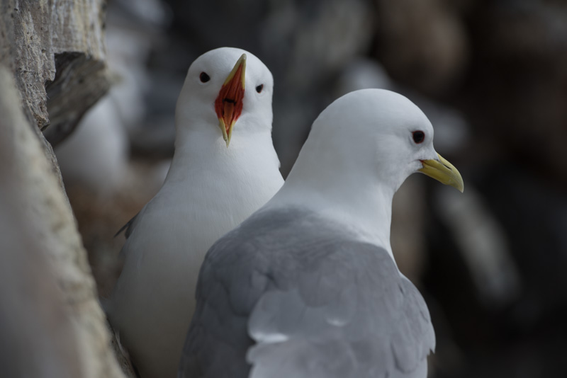 Portrait d'un couple de mouette tridactyle