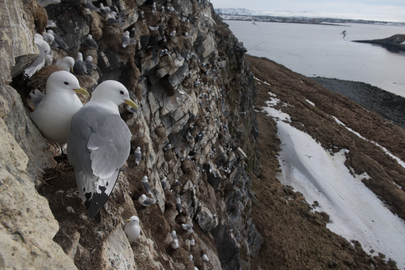Mouettes tridactyles dans une colonie