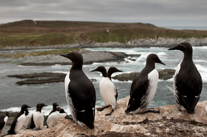 Guillemot de Troïl et paysage