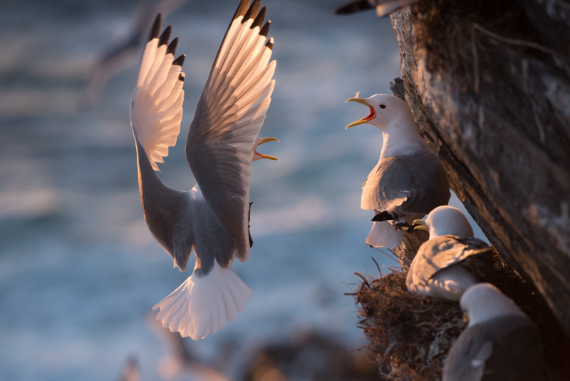 Arrivée au nid d'une mouette tridactyle