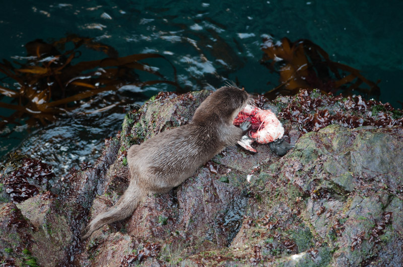 Une loutre mange un guillemot