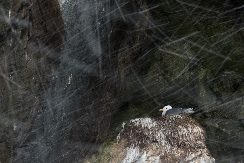 Mouette tridactyle sous la neige