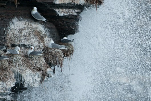 Tempête sur une colonie de mouettes tridactyles