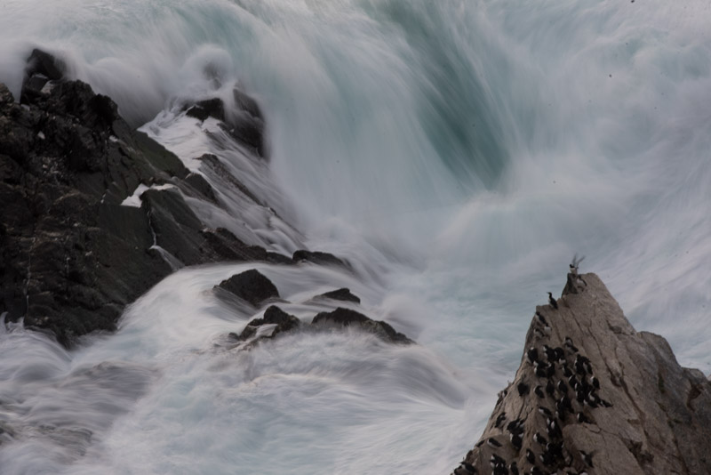 Guillemot de Troïl et tempête