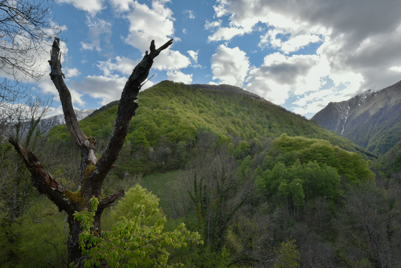 Grand angle du site de nid d'un pic mar