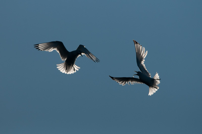 Combat aérien de mouettes tridactyles