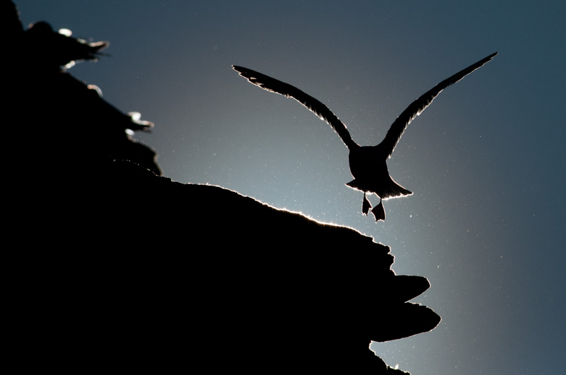 Décollage d'une mouette tridactyle