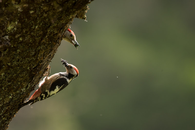 Couple de pic mar au nid