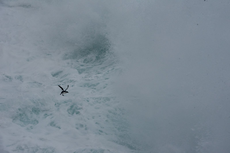 Guillemot de Troïl et tempête