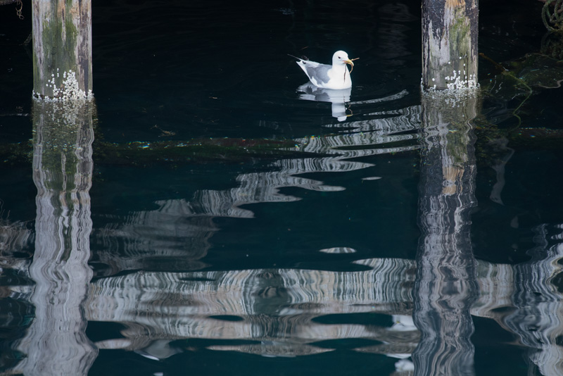 Mouette tridactyle sur l'eau