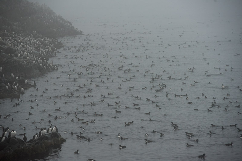 Guillemots de Troïl sur l'eau