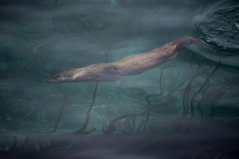 Loutre sous l'eau