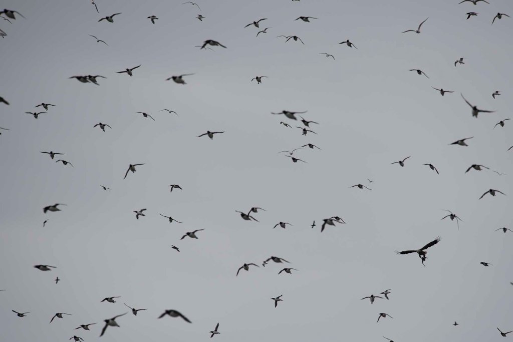 Pygargue à queue blanche et guillemots en voll