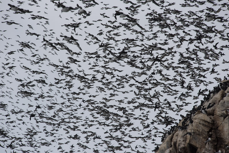 Vol massif de guillemot de Troïl