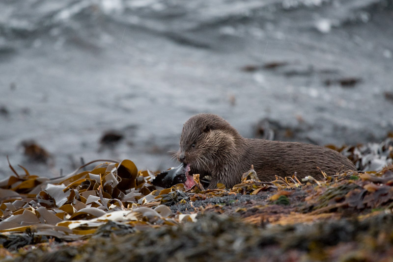 Une loutre mange un poisson