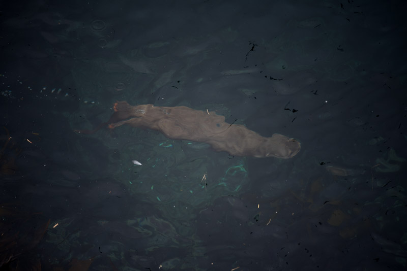 Une loutre sous l'eau