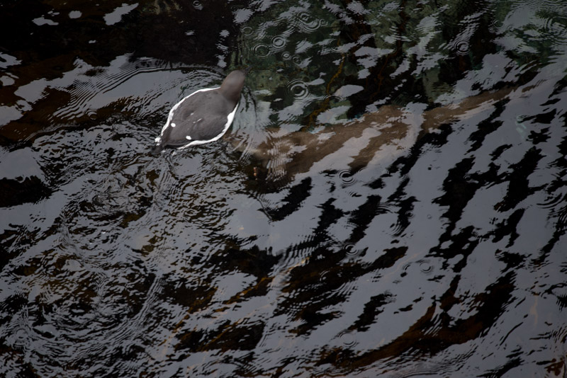 Une loutre chasse un guillemot