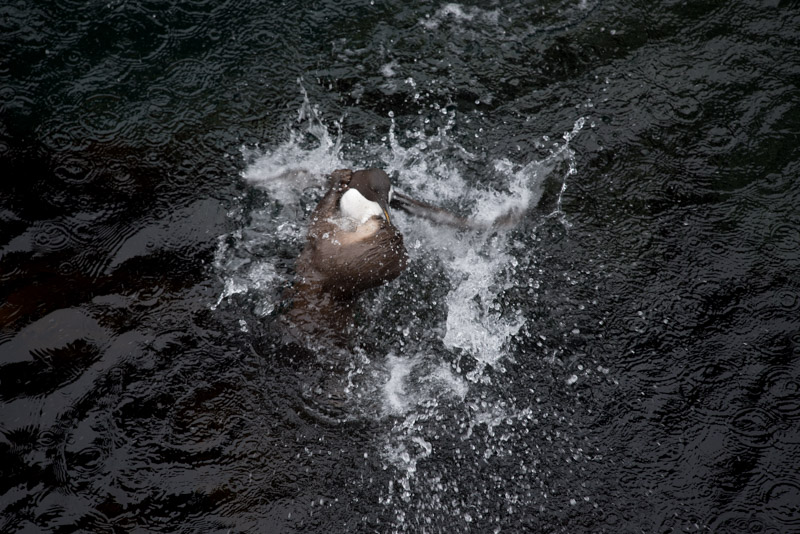 Une loutre chasse un guillemot
