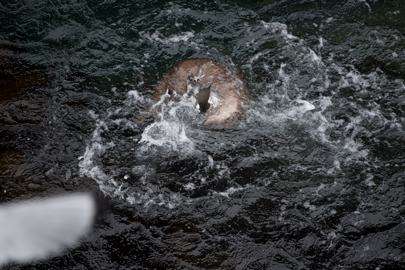 Une loutre capture un guillemot
