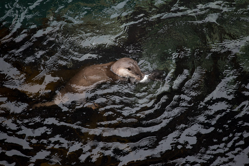 Une loutre chasse un guillemot