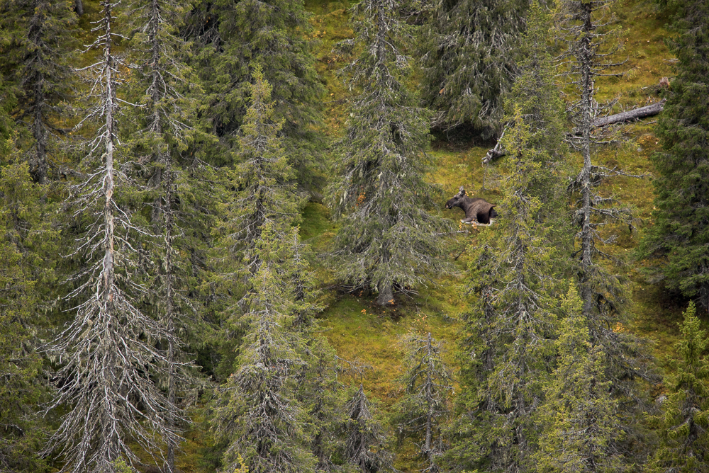 Un élan couché dans la forêt.