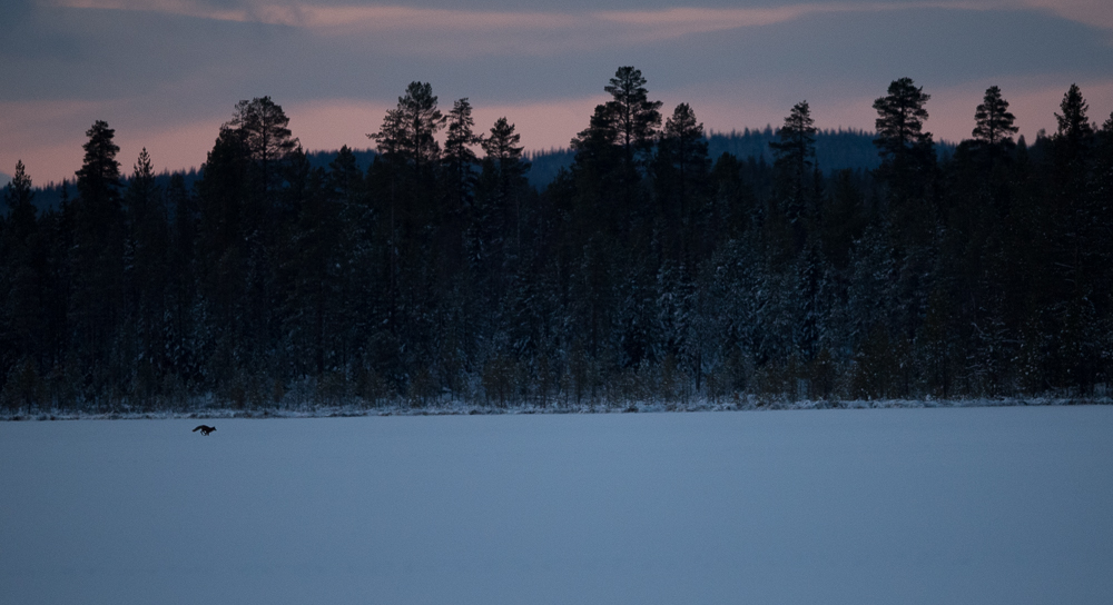Un renard sur un lac gelé.